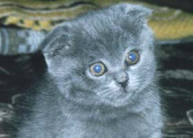 Шотландская вислоухая кошка