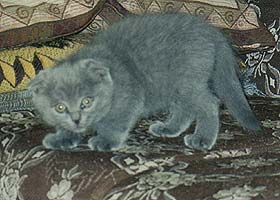 Шотландская вислоухая кошка
