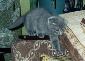 Шотландская вислоухая кошка