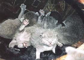 Шотландская вислоухая кошка