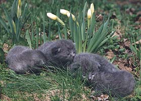 Шотландская вислоухая кошка