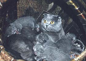 Шотландская вислоухая кошка