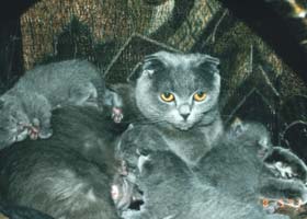 Шотландская вислоухая кошка