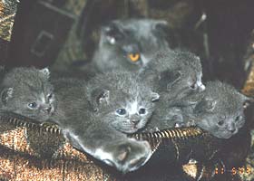 Шотландская вислоухая кошка