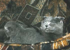 Шотландская вислоухая кошка