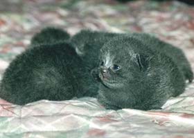 Шотландская вислоухая кошка