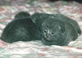 Шотландская вислоухая кошка